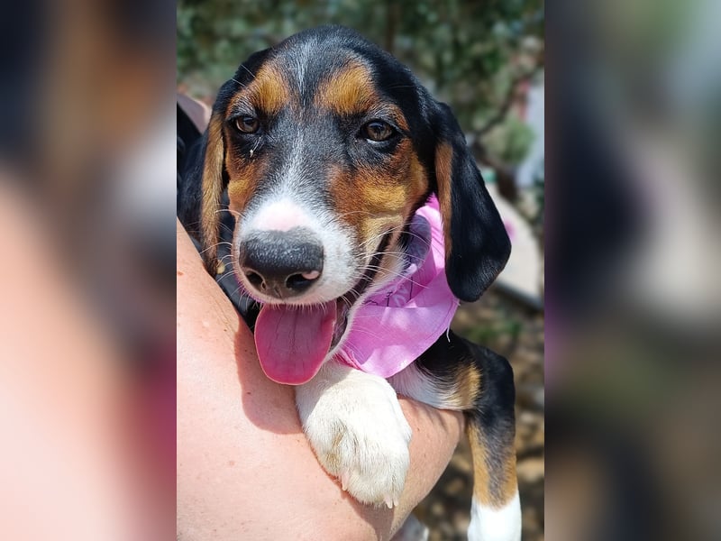 Calypso Welpe Jagdhund Mischling Hündin Junghund sucht Zuhause oder Pflegestelle