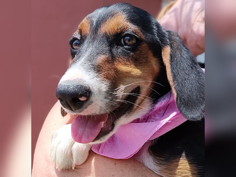 Calypso Welpe Jagdhund Mischling Hündin Junghund sucht Zuhause oder Pflegestelle