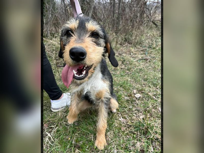 süße Terrier Mischlings-Hündin Emma sucht ein Zuhause oder Pflegestelle