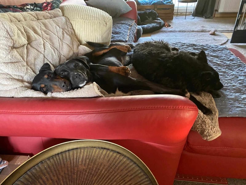 Leyla aktiver Jagdterrier Mischling Hündin sucht Zuhause für immmer