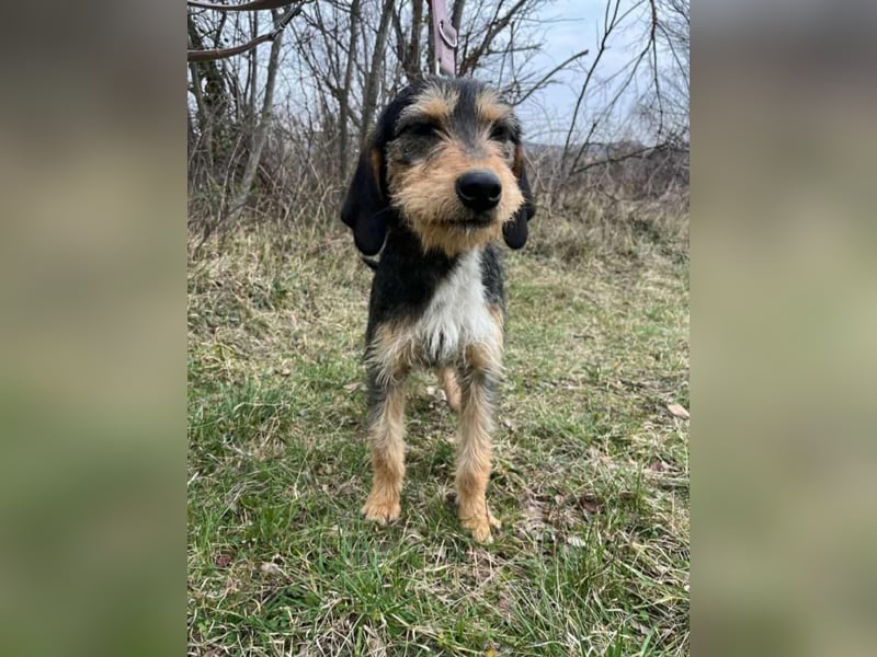 süße Terrier Mischlings-Hündin Emma sucht ein Zuhause oder Pflegestelle