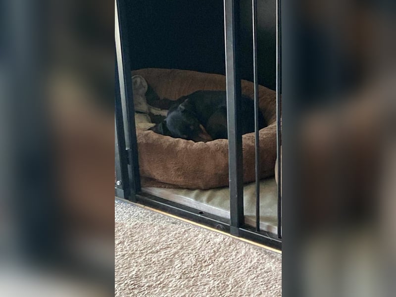 Leyla aktiver Jagdterrier Mischling Hündin sucht Zuhause für immmer