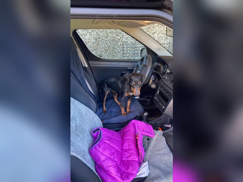 Leyla aktiver Jagdterrier Mischling Hündin sucht Zuhause für immmer