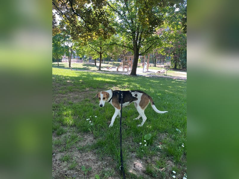 Familienhund Lona, zu besuchen in Bad Nauheim
