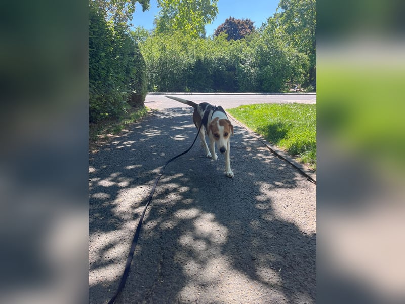 Familienhund Lona, zu besuchen in Bad Nauheim