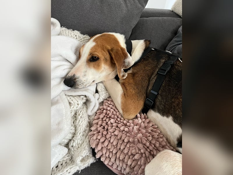 Familienhund Lona, zu besuchen in Bad Nauheim