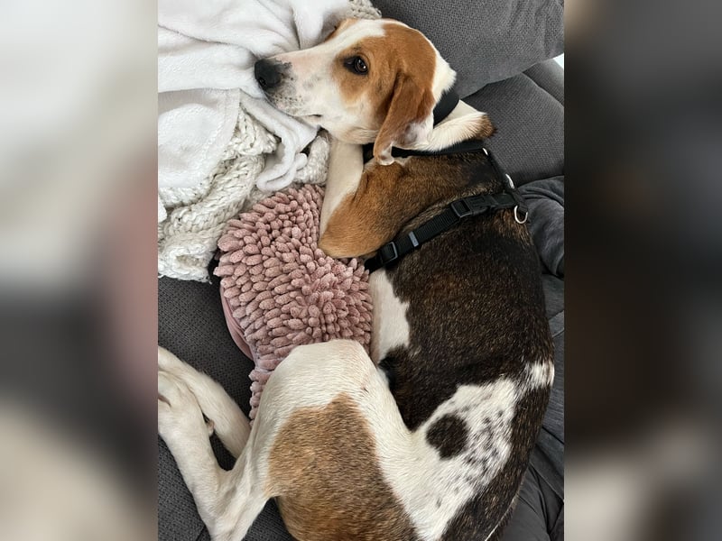 Familienhund Lona, zu besuchen in Bad Nauheim