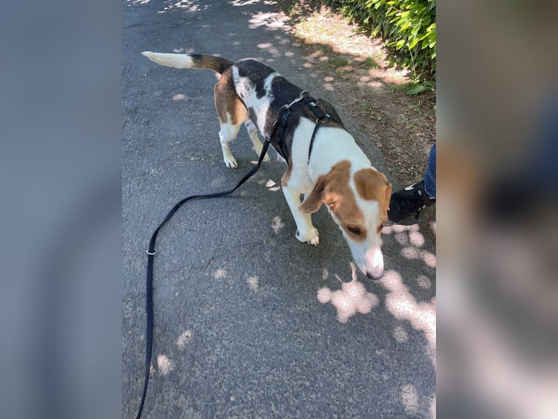 Familienhund Lona, zu besuchen in Bad Nauheim