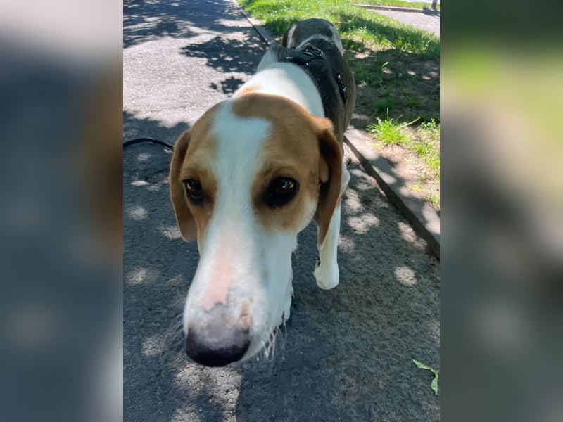 Familienhund Lona, zu besuchen in Bad Nauheim
