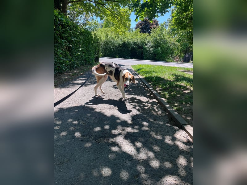 Familienhund Lona, zu besuchen in Bad Nauheim