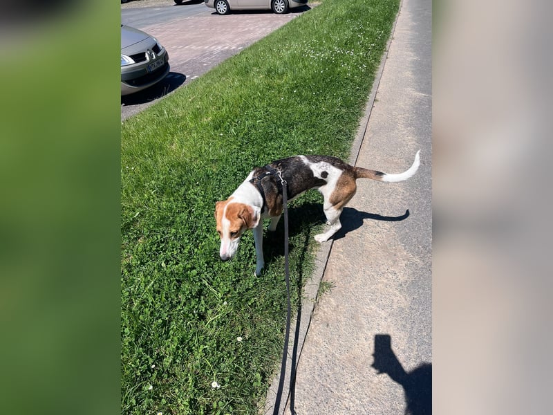 Familienhund Lona, zu besuchen in Bad Nauheim