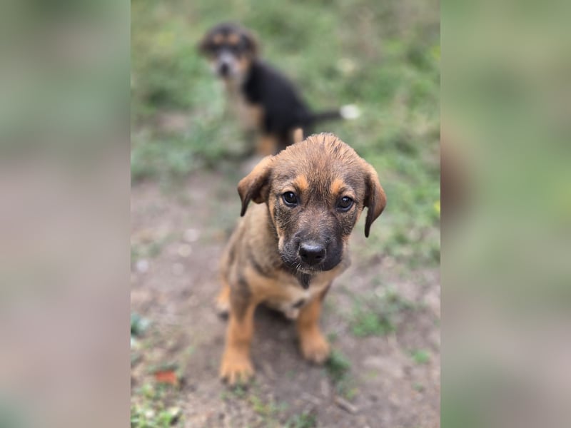 Ofelia - Sucht ihre Family!