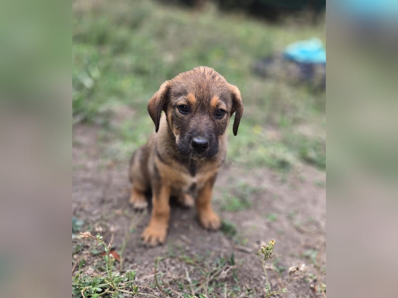 Ofelia - Sucht ihre Family!