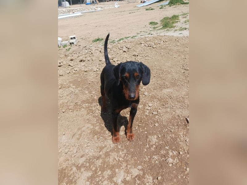 Anne sucht wundervolles Zuhause!