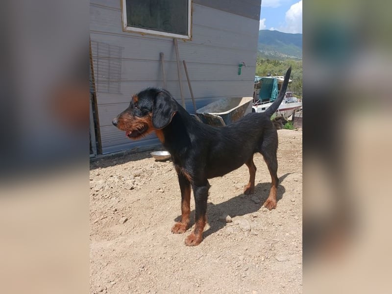 Anne sucht wundervolles Zuhause!