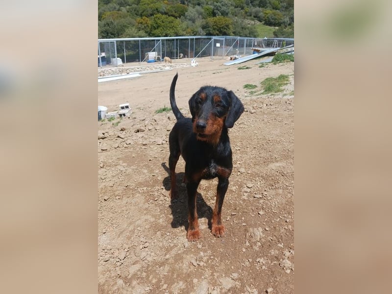 Anne sucht wundervolles Zuhause!