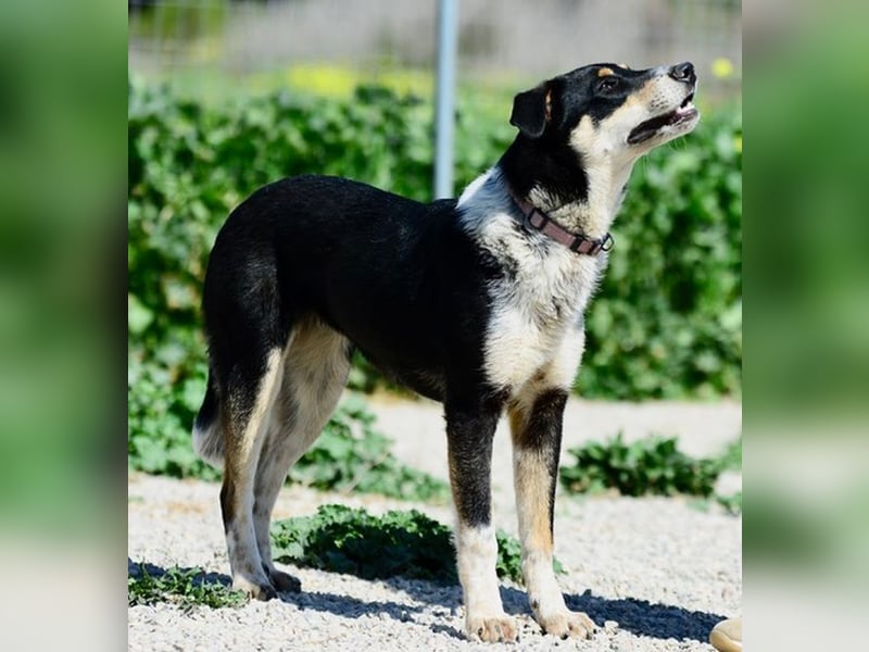 Little Linda, fröhliches Welpenmädchen, ca. 4 Monate, ca. 49cm, 15kg