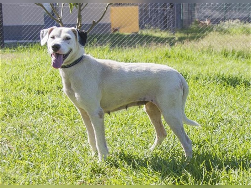 Estrella