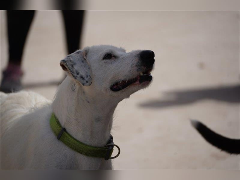 Estrella