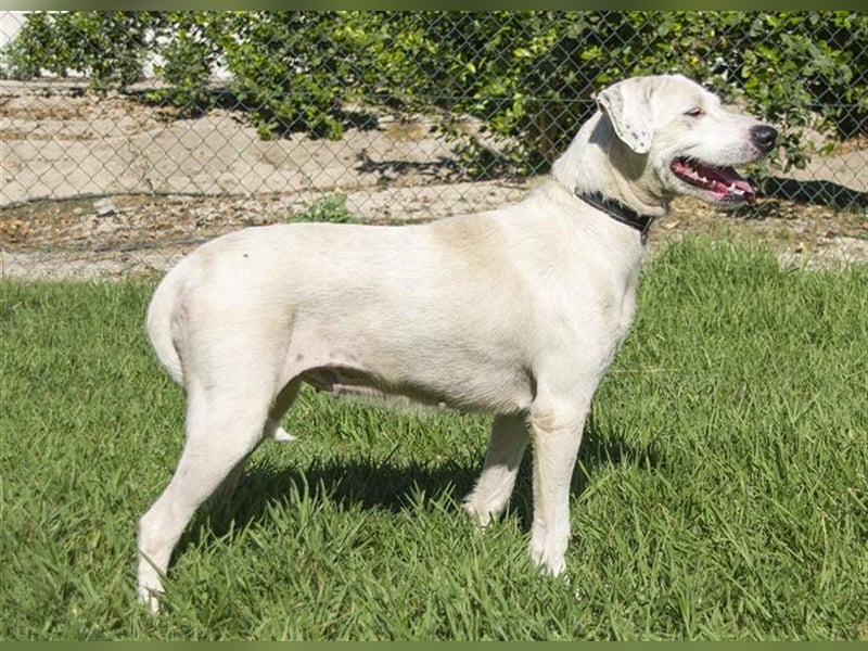 Estrella