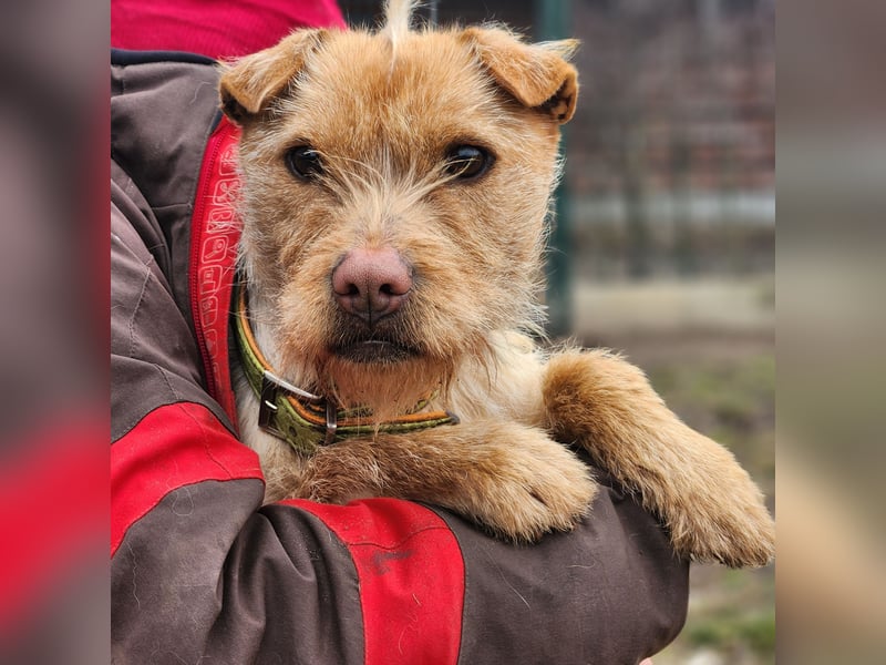 Livi- bezaubernde Hundedame auf der Suche nach einer Familie