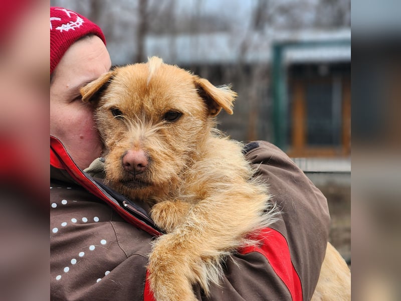 Livi- bezaubernde Hundedame auf der Suche nach einer Familie