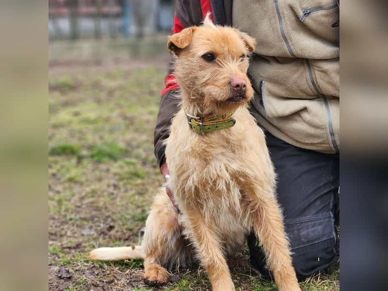 Livi- bezaubernde Hundedame auf der Suche nach einer Familie