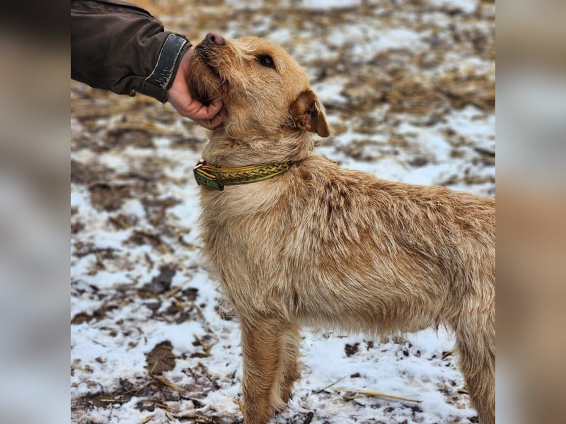 Livi- bezaubernde Hundedame auf der Suche nach einer Familie