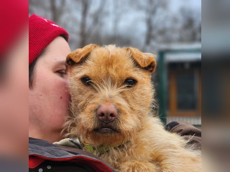 Livi- bezaubernde Hundedame auf der Suche nach einer Familie