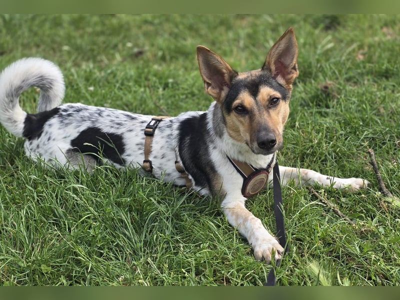 Welpendame CHANEL (auf Pflegestelle in 90453 Nürnberg) sucht ihr Zuhause!