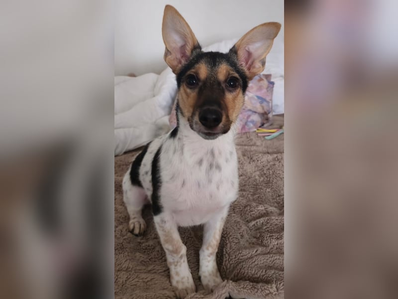 Welpendame CHANEL (auf Pflegestelle in 90453 Nürnberg) sucht ihr Zuhause!