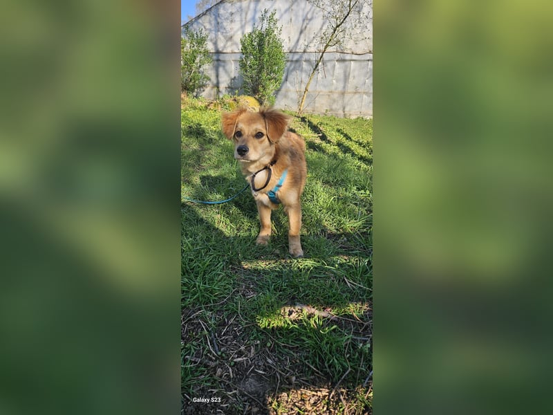Welpendame CUPCAKE, in 71665 Vahingen auf Pflegestelle, sucht ihre Familie!
