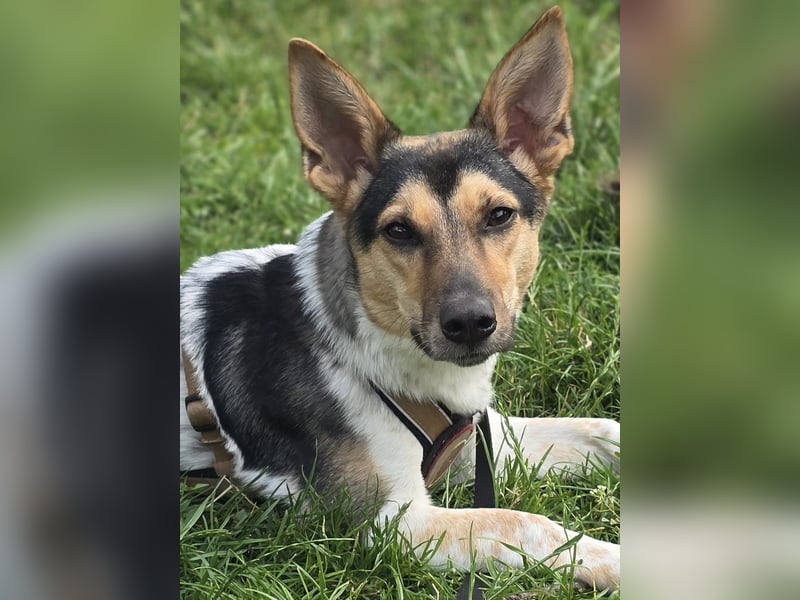Welpendame CHANEL (auf Pflegestelle in 90453 Nürnberg) sucht ihr Zuhause!