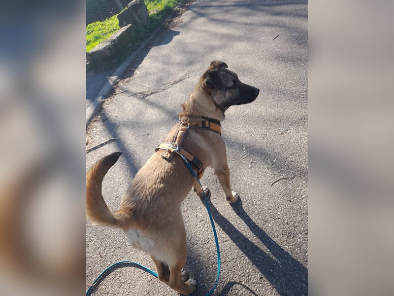 Welpendame BEAUTY, in 90765 Fürth auf Pflegestelle, sucht eine Familie!