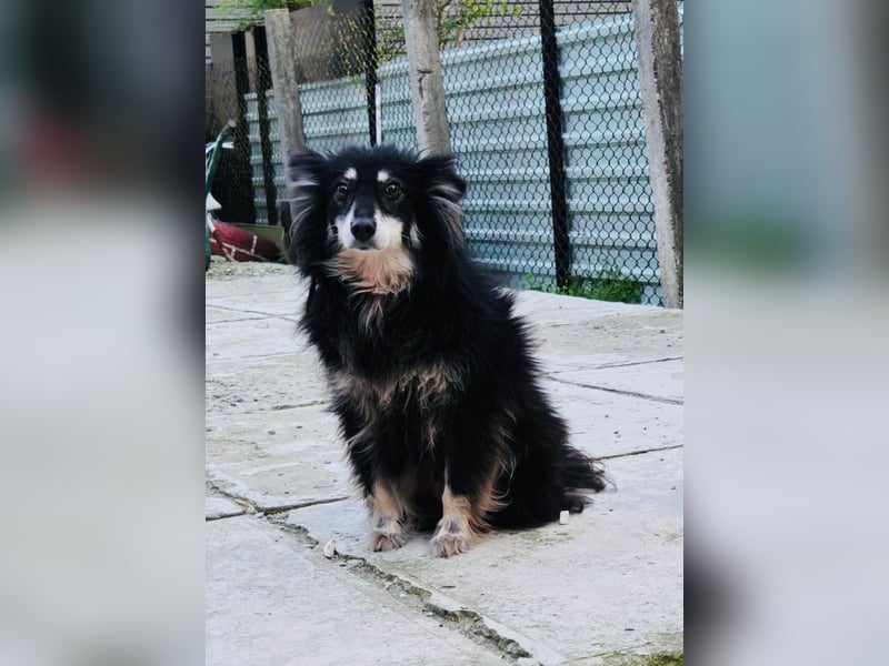 Ältere Lady RUBY sucht ihr Für-immer-Zuhause!!!