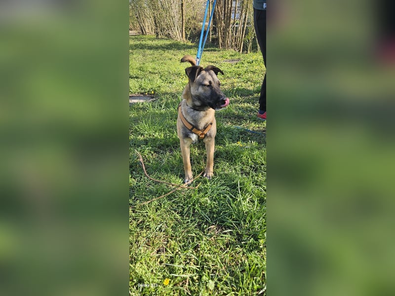 Welpendame BEAUTY, in 90765 Fürth auf Pflegestelle, sucht eine Familie!