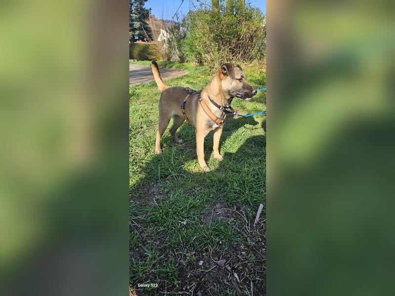 Welpendame BEAUTY, in 90765 Fürth auf Pflegestelle, sucht eine Familie!