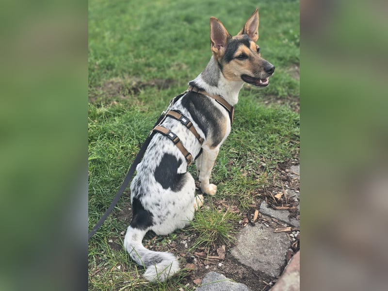 Welpendame CHANEL (auf Pflegestelle in 90453 Nürnberg) sucht ihr Zuhause!