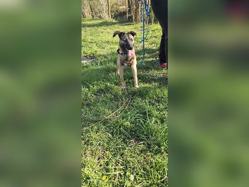 Welpendame BEAUTY, in 90765 Fürth auf Pflegestelle, sucht eine Familie!