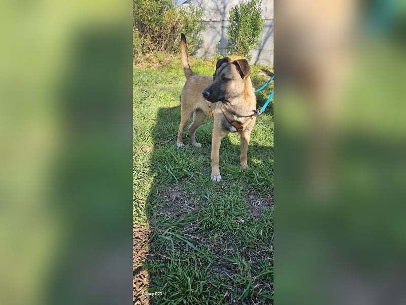 Welpendame BEAUTY, in 90765 Fürth auf Pflegestelle, sucht eine Familie!