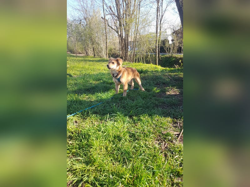 Welpendame CUPCAKE, in 71665 Vahingen auf Pflegestelle, sucht ihre Familie!