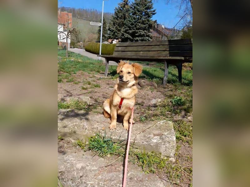 Welpendame CUPCAKE, in 71665 Vahingen auf Pflegestelle, sucht ihre Familie!