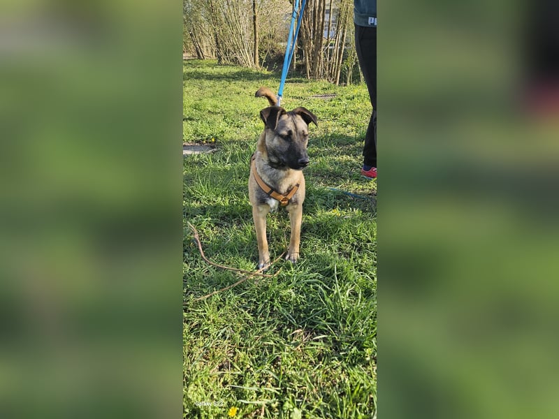 Welpendame BEAUTY, in 90765 Fürth auf Pflegestelle, sucht eine Familie!