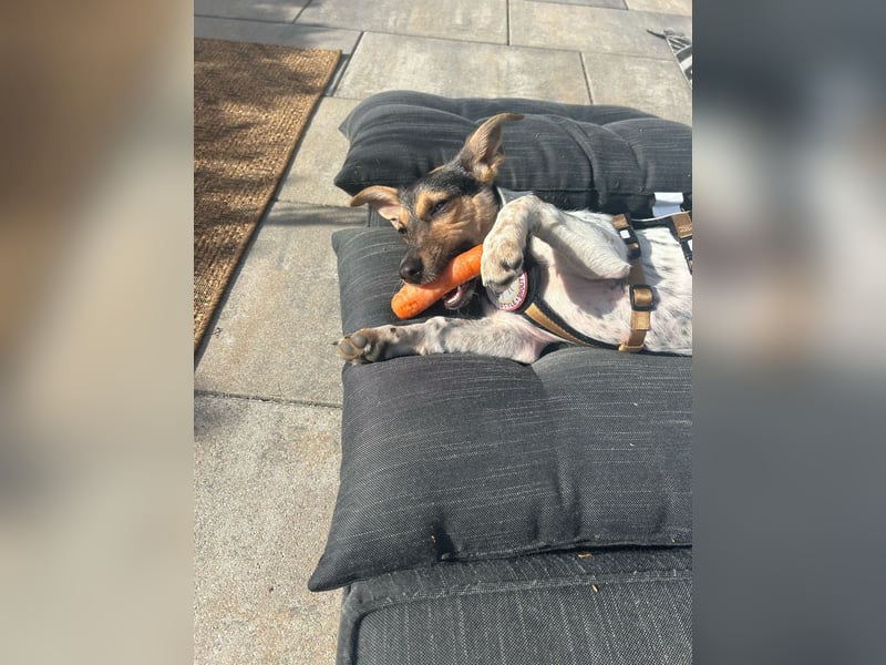 Welpendame CHANEL (auf Pflegestelle in 90453 Nürnberg) sucht ihr Zuhause!