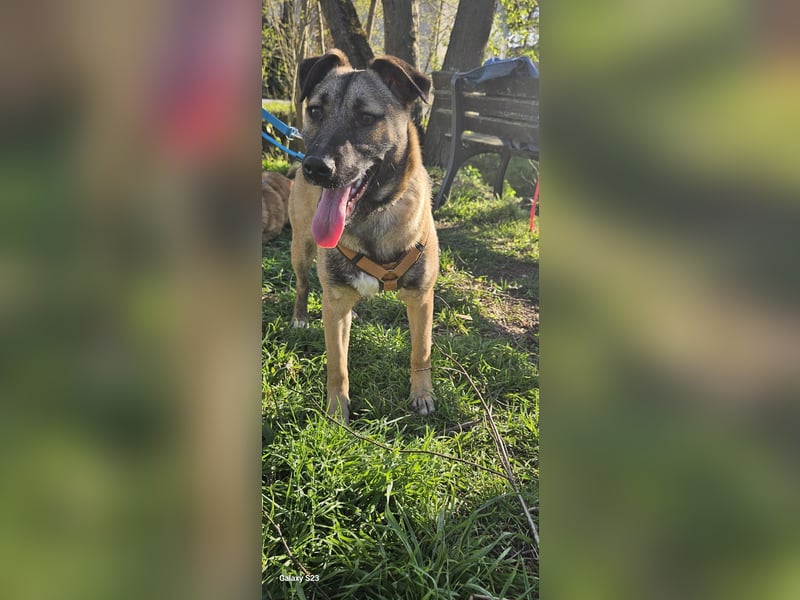 Welpendame BEAUTY, in 90765 Fürth auf Pflegestelle, sucht eine Familie!