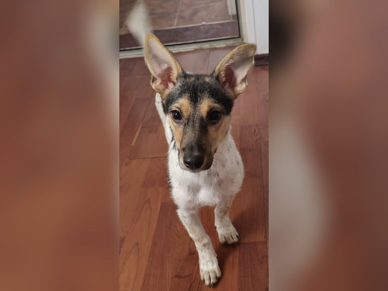 Welpendame CHANEL (auf Pflegestelle in 90453 Nürnberg) sucht ihr Zuhause!