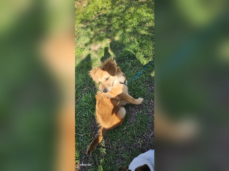 Welpendame CUPCAKE, in 71665 Vahingen auf Pflegestelle, sucht ihre Familie!