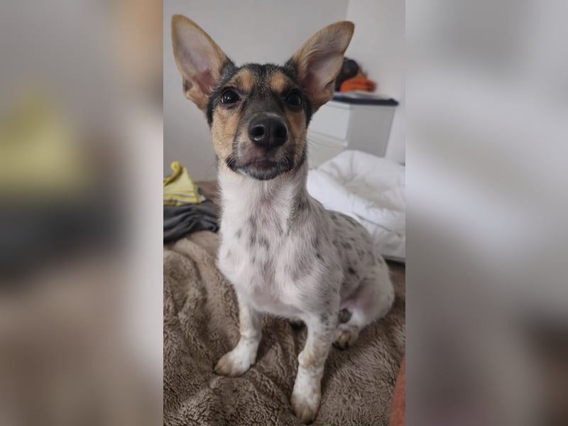 Welpendame CHANEL (auf Pflegestelle in 90453 Nürnberg) sucht ihr Zuhause!