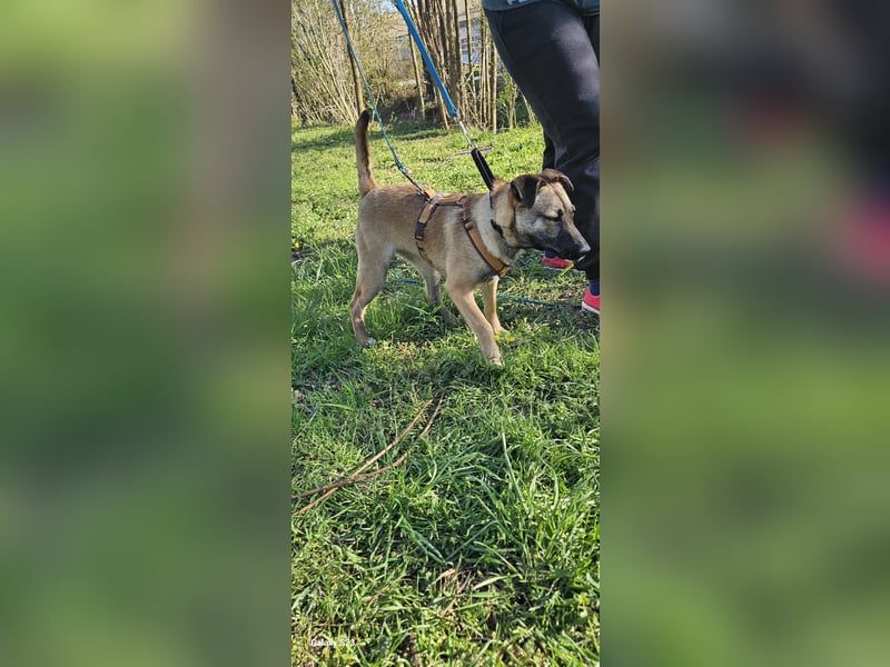 Welpendame BEAUTY, in 90765 Fürth auf Pflegestelle, sucht eine Familie!