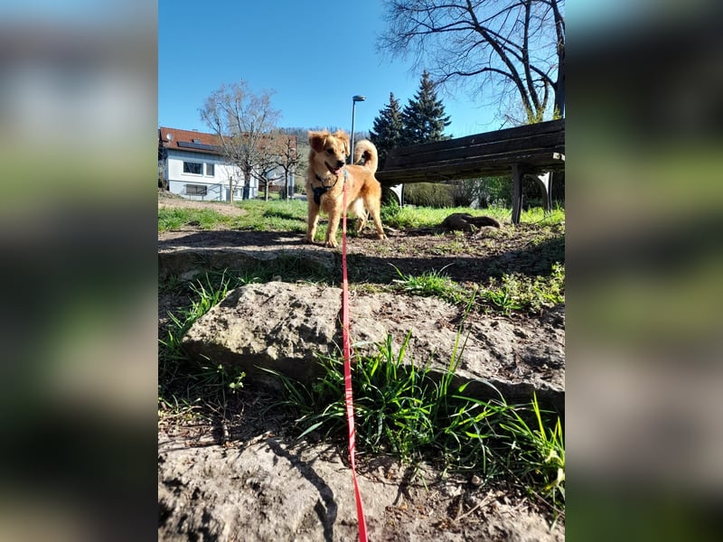 Welpendame CUPCAKE, in 71665 Vahingen auf Pflegestelle, sucht ihre Familie!